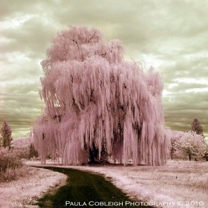 infrared pink silly string tree (by paul cobleigh photography)