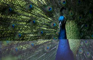 in traditional lore the peacock signifies openness and acceptance.