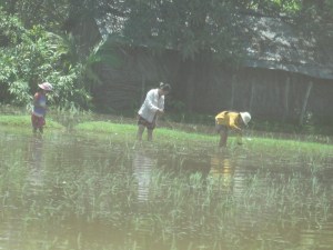 hard labour for such little return.  cambodia, forever under a grey cloud of economic strife.