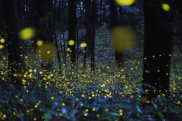 fireflies: scattered stardust searching for home.  (source: petapixel)